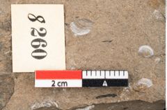 Foto (Detailansicht) von Pinus palaeostrobus Ettingshausen (NHMW-GEO-2024-0188-8260)